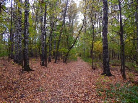 birch grove in autumn