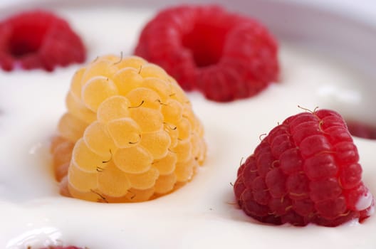 Delicious yogurt and fresh berries for breakfast