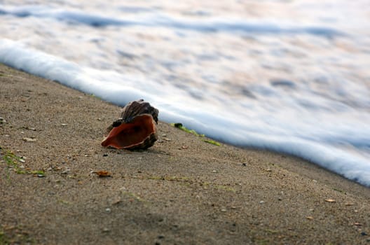 sea shells with sand as background