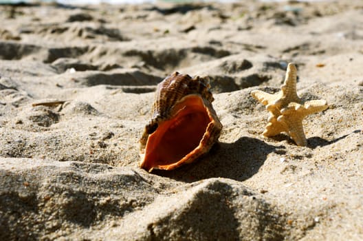 sea shells with sand as background