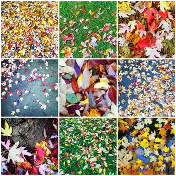 Autumn leaves backgrounds. Collage of nine photos.