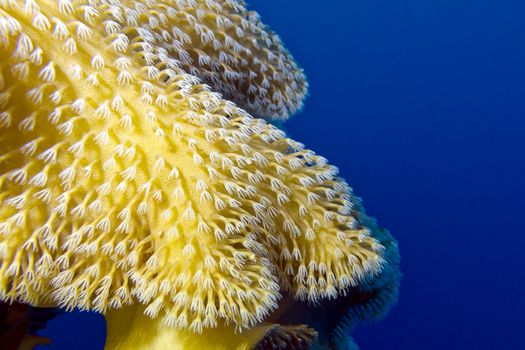 coral reef with beautiful great soft coral at the bottom of tropical sea on a background of blue water, underwater