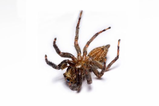 Close-up of a Jumping Spider.