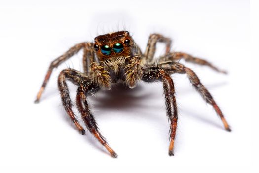 Close-up of a Jumping Spider.