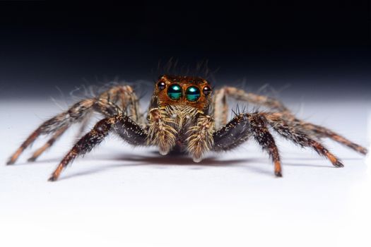 Close-up of a Jumping Spider.