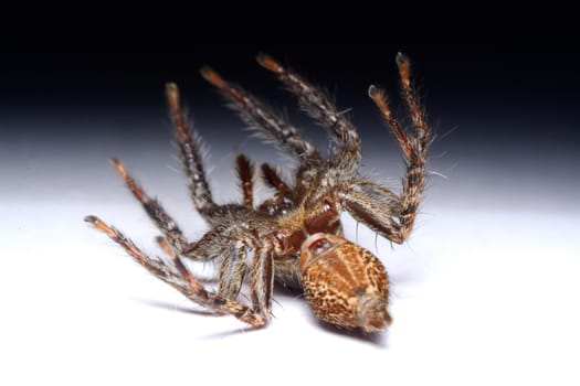 Close-up of a Jumping Spider.