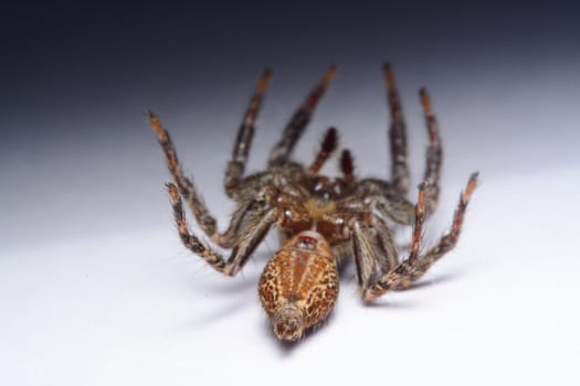 Close-up of a Jumping Spider.