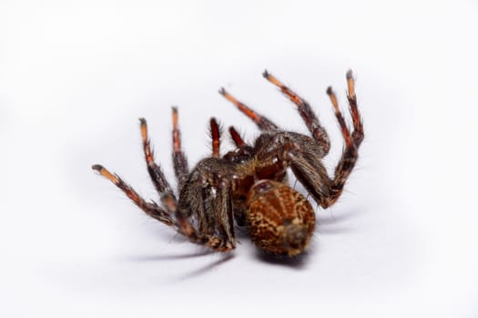 Close-up of a Jumping Spider.