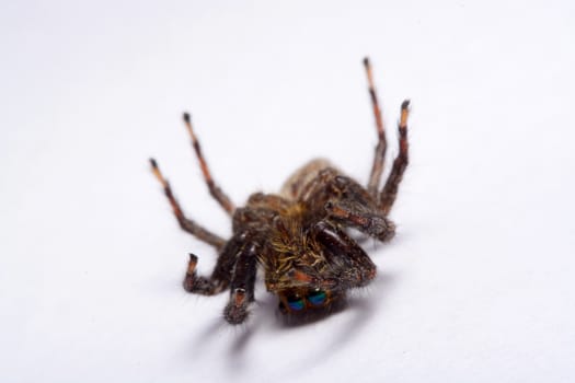 Close-up of a Jumping Spider.