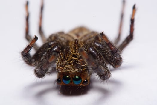 Close-up of a Jumping Spider.