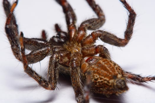 Close-up of a Jumping Spider.