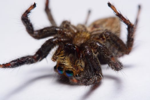 Close-up of a Jumping Spider.