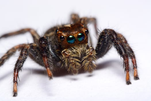 Close-up of a Jumping Spider.