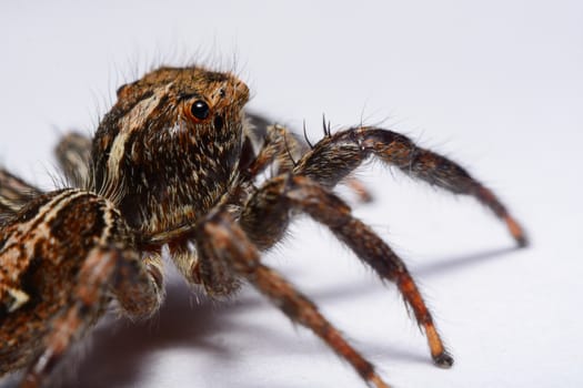 Close-up of a Jumping Spider.