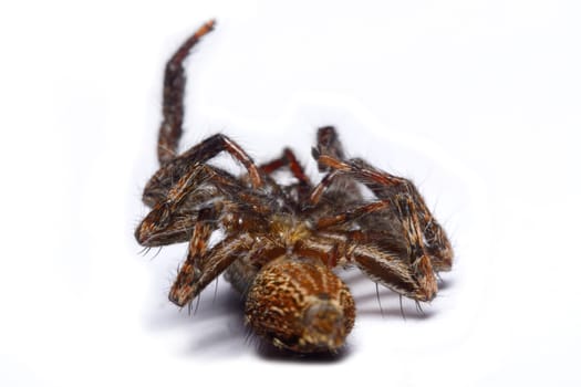 Close-up of a Jumping Spider.