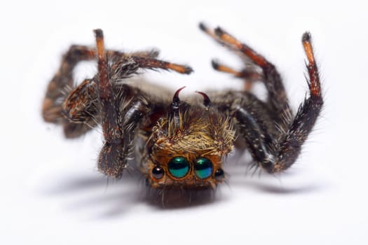 Close-up of a Jumping Spider.