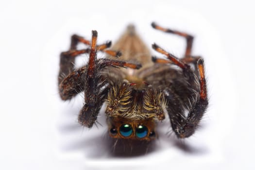 Close-up of a Jumping Spider.