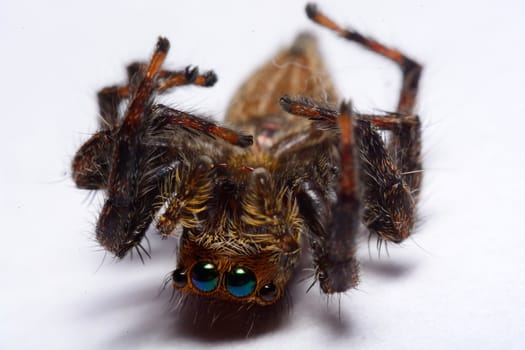 Close-up of a Jumping Spider.