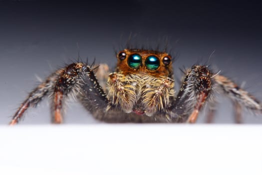 Close-up of a Jumping Spider.