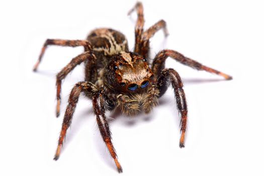 Close-up of a Jumping Spider.