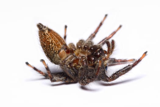 Close-up of a Jumping Spider.