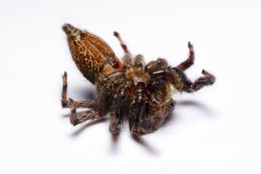 Close-up of a Jumping Spider.