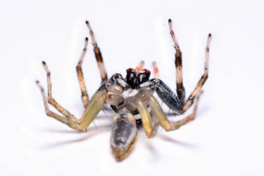 Close-up of a Jumping Spider.