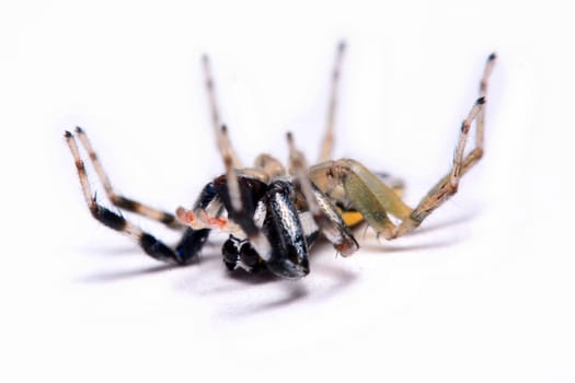 Close-up of a Jumping Spider.