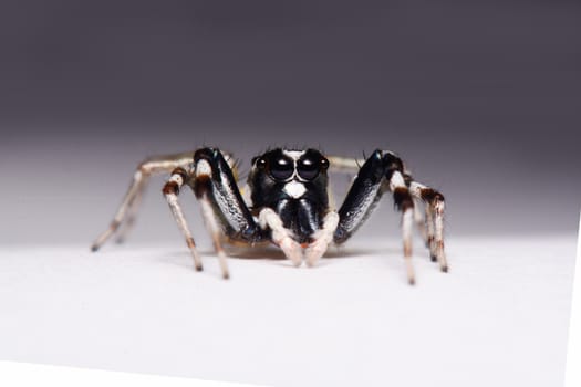 Close-up of a Jumping Spider.