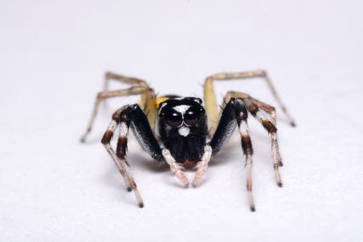 Close-up of a Jumping Spider.