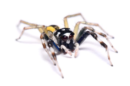 Close-up of a Jumping Spider.