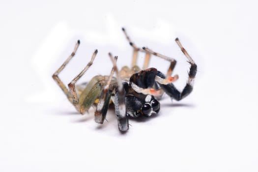 Close-up of a Jumping Spider.