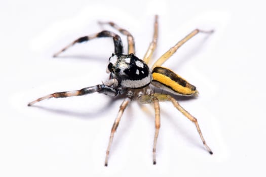 Close-up of a Jumping Spider.