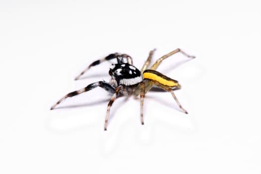 Close-up of a Jumping Spider.