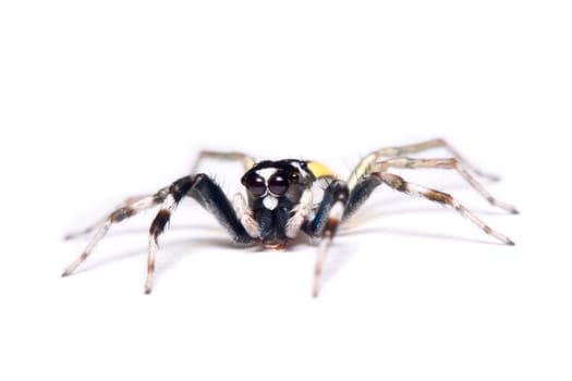 Close-up of a Jumping Spider.