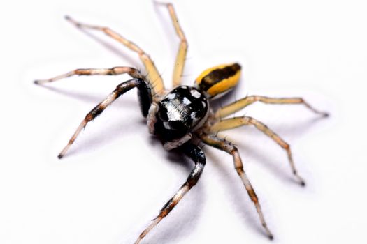 Close-up of a Jumping Spider.