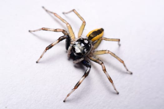 Close-up of a Jumping Spider.