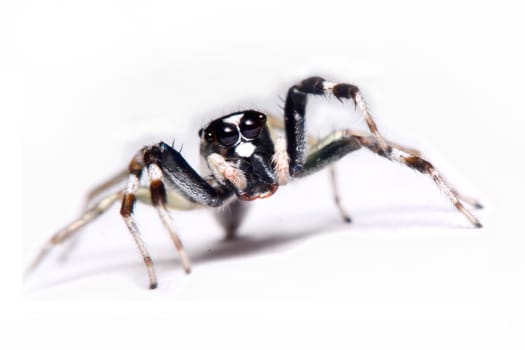 Close-up of a Jumping Spider.