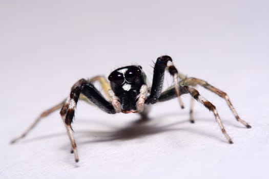 Close-up of a Jumping Spider.