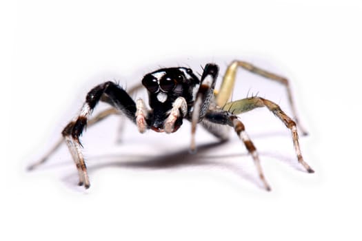 Close-up of a Jumping Spider.