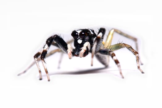 Close-up of a Jumping Spider.