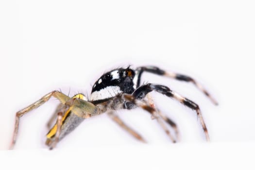 Close-up of a Jumping Spider.