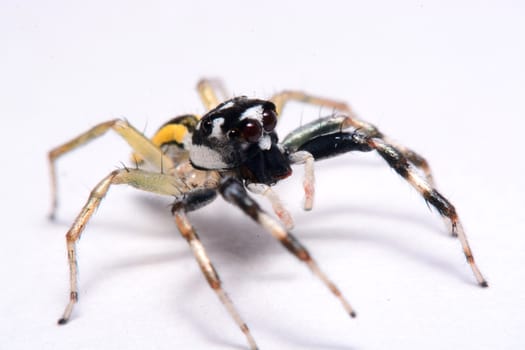 Close-up of a Jumping Spider.