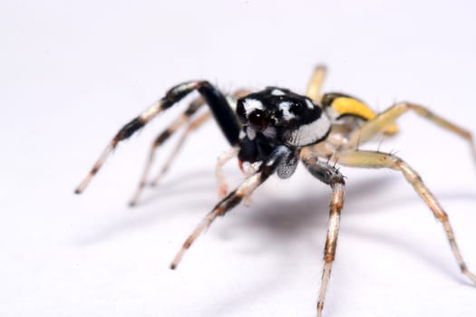 Close-up of a Jumping Spider.