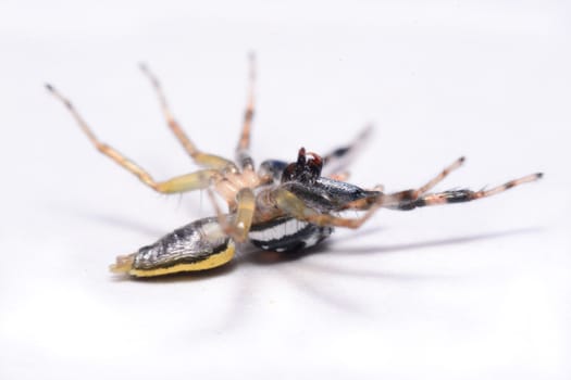 Close-up of a Jumping Spider.