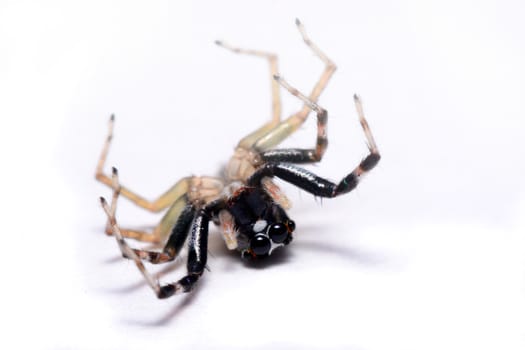 Close-up of a Jumping Spider.