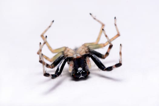 Close-up of a Jumping Spider.