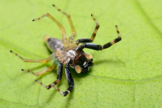 Close-up of a Jumping Spider.