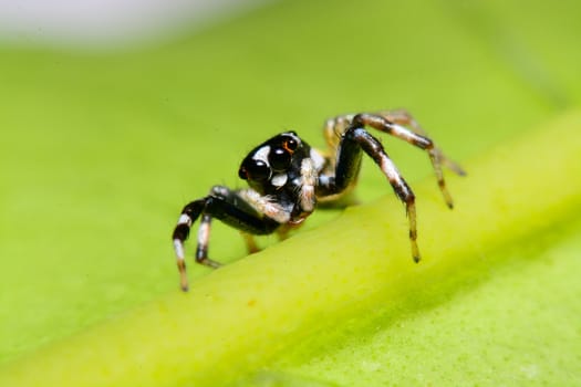 Close-up of a Jumping Spider.