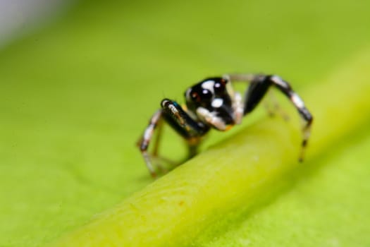 Close-up of a Jumping Spider.